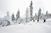 Snow covered trees and cross-country skiers, Schauinsland, near Freiburg im Breisgau, Black Forest, Baden-Wuerttemberg, Germany