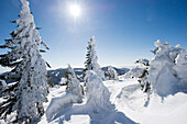 Verschneite Tannen am Feldberg, Schwarzwald, Baden-Württemberg, Deutschland