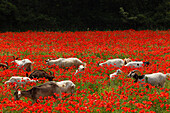 Goats in a red poppy field, near Massa Marittima, province of Grosseto, Tuscany, Italy, Europe