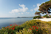 Küstenlandschaft mit Mohnblumen, Mohnlüte, Golfo di Baratti, bei Populonia, Mittelmeer, Provinz Livorno, Toskana, Italien, Europa