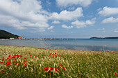 Coastal landscape with a field full of poppies, Golfo di Baratti, near Populonia, Mediterranean Sea, province of Livorno, Tuscany, Italy, Europe