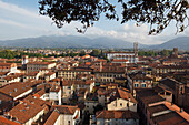 Blick vom Torre Guinigi, Turm auf Duomo di San Martino, Dom, Altstadt von Lucca, UNESCO Weltkulturerbe, Lucca, Tuscany, Italy, Europe