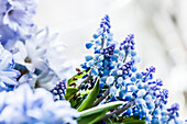 Hyazinthe und Traubenhyazinthe, blaue Glöckchenblume, Hamburg, Deutschland