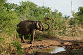 Elephant near a water hole, Udawalawe National Park, Sri Lanka