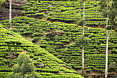 Teeplantage im Hochland, Nuwara Eliya, Zentralprovinz, Sri Lanka