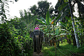 Vater und Tochter auf einem Elefanten, Kegalle, Sabaragamuwa, Sri Lanka