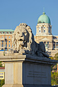 Löwenstatue auf der Kettenbrücke vor dem Burgpalast, Buda, Budapest, Ungarn