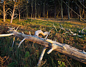 Darss forest, Darss, Nationalpark Vorpommersche Boddenlandschaft, Mecklenburg-Western Pomerania, Germany