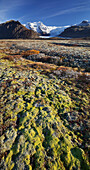 Mossbedeckter Boden, Svínafellsjökull, Öraefajökull, Ostisland, Island