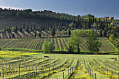 Wine growing near Castelnuovo Dellbate, Tuscany, Italy