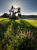 Sonne hinter dem Olivenbaum bei Castelnuovo Dellabate, Toskana, Italien