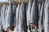 Close up of stockfish, Lofoten, Nordland, Norway