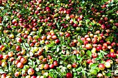 Äpfel im Gras, Steiermark, Österreich