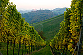 Weinberg im Herbst, Steiermark, Österreich