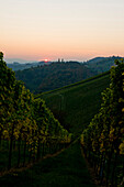 Vineyard in autumn, Styria, Austria