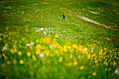 Woman walking over a flower meadow, Styria, Austria