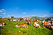 Herd of cows on a pasture, Hochschwab mountain area, Styria, Austria