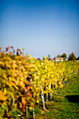 Weinberg im Herbst, Steiermark, Österreich