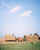 USA, Minessota, an Amish family woring in the field.