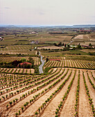 SPAIN, La Rioja, expanse of vineyard