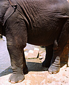 SRI LANKA, Asia, close-up of a elephant in Maha Oya River at Pinnewala