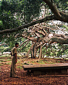 SRI LANKA, Asia, full length of a mid adult man standing under fig tree at Peradeniya