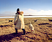 USA, Alaska, man and his sled dogs in the summertime, Point Barrow