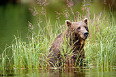 USA, Alaska, grizzly bear in lake, Redoubt Bay