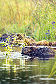USA, Alaska, North American beaver in a lake at Denali National Park