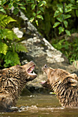 USA, Alaska, two brown grizzly bears wrestling, Wolverine Cove, Redoubt Bay