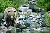 USA, Alaska, grizzly bear stalking fish, Wolverine Cove, Redoubt Bay
