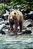 USA, Alaska, grizzly bear standing on rocks, Wolverine Cove, Redoubt Bay