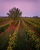AUSTRIA, Oggau, a full moon sets over a vineyard to the South of Oggau, Burgenland