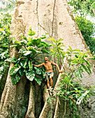 BRAZIL, Belem, South America, senior man standing on Sumauma Tree in jungle, Boa Vista