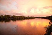 BRAZIL, Agua Boa, Agua Boa River, a crocodile swimming at sunset deep in the Amazon jungle