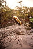 BRAZIL, Agua Boa, a Peacock Bass jumping out of the water, Agua Boa River and resort