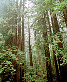 USA, California, Redwood trees in the forest, Hwy 1