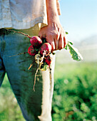 USA, California, Organic farmer holding radishes in field, Fort Jones
