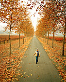 USA, California, Rutherford, trees with Autumn colors and a young woman walking on road, Napa Valley vineyard