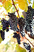 USA, California, grapes on the vine