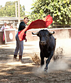 USA, California, Toreador Dennis Borba fighting a bull at his bullfighting school in Escalon