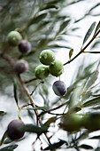 USA, California, olives grow on a tree near downtown Sonoma