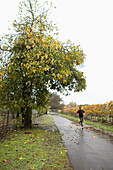 USA, California, a man runs past a mature fig tree in the rain, the Sonoma bike path