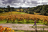 USA, California, Sonoma, Kit Paquin walks through a majestic vineyard landscape in the fall, Ravenswood winery and vineyard