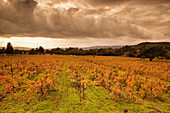 USA, California, vineyard landscape with a stormy cloudy sky, Bartholomew Park winery and vineyard