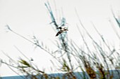 USA, California, Malibu, USA, a pelican flys over an estuary by the Adamson House near the Malibu Pier