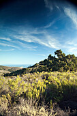 USA, California, Malibu, Charmlee Wilderness Park landscape