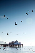 USA, California, Malibu, pelicans and seagulls float and fly in front of the Malibu Pier at Surfrider Beach
