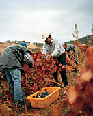 USA, California, Harvesting grapes at the Sabon Estate Winery, Plymouth, Gold Country