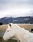 CANADA, white horse with mountain in background, BC Rockies